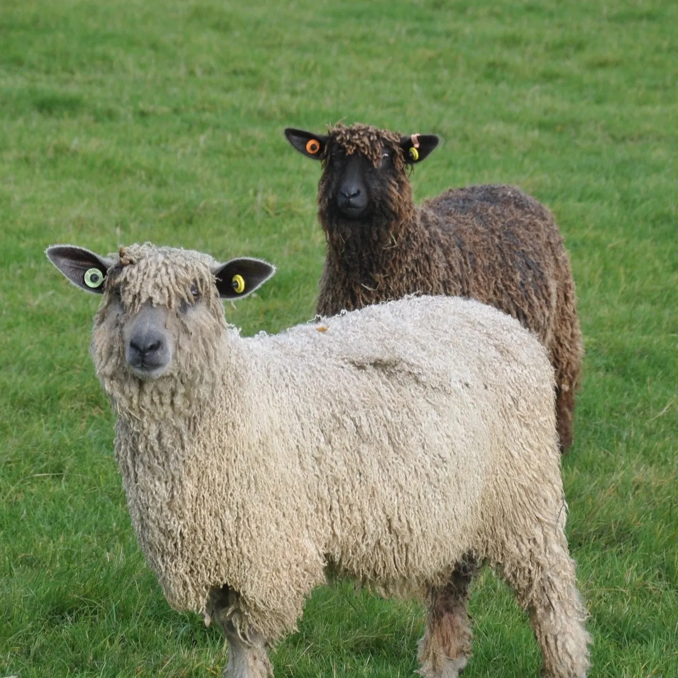 300g (10.58 oz)  Bulky Wool : Rare Breed Wensleydale and Bluefaced Leicester Millhouse Blue