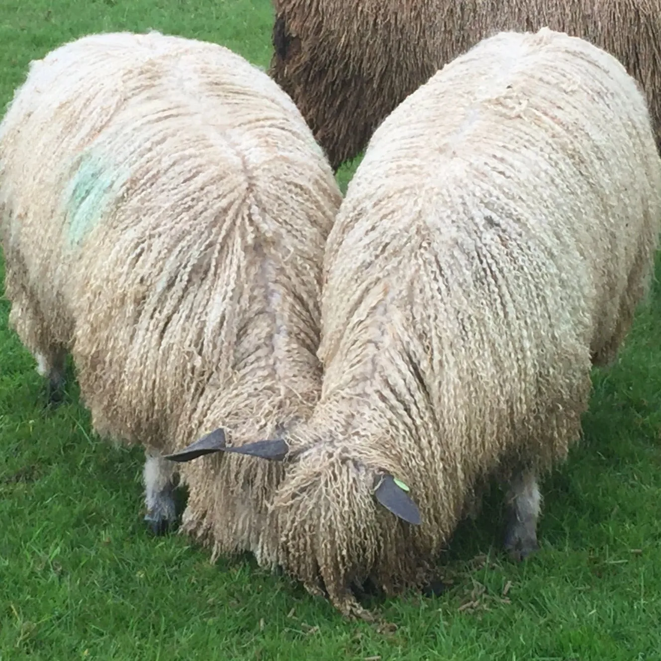 300g (10.58 oz)  Bulky Wool : Rare Breed Wensleydale and Bluefaced Leicester Millhouse Blue