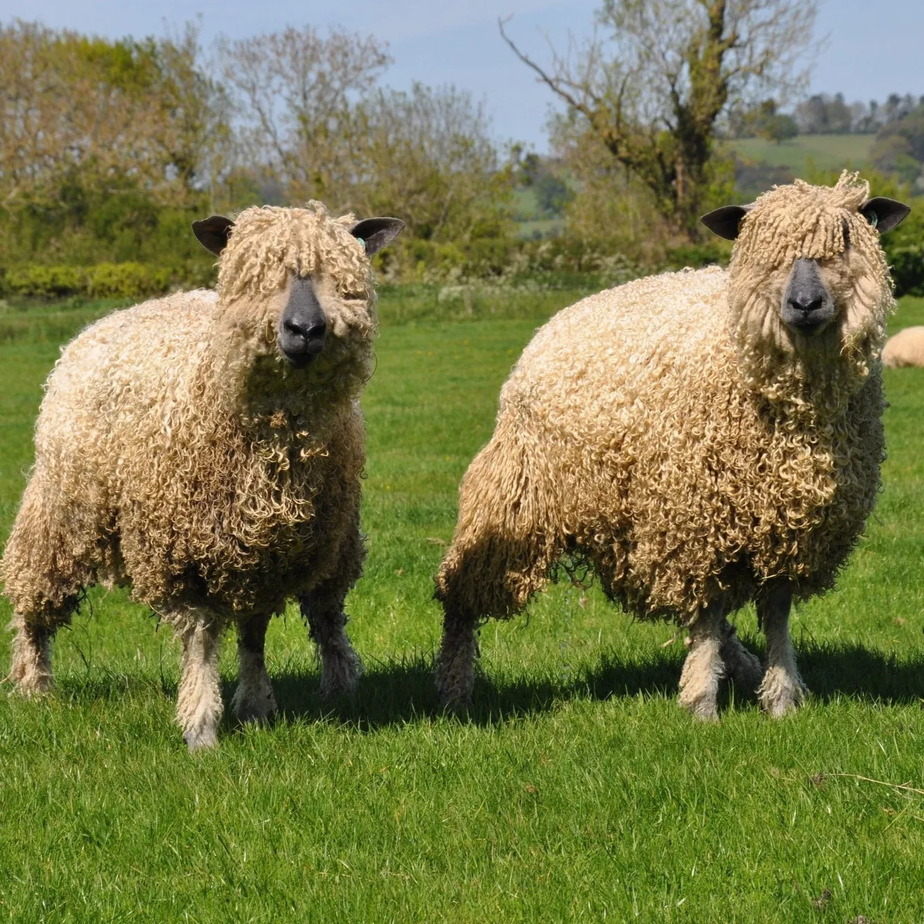 4ply (Fingering/Sports Weight) 150g (5.29 oz): Rare Breed Wensleydale and Bluefaced Leicester Arlescote Blush