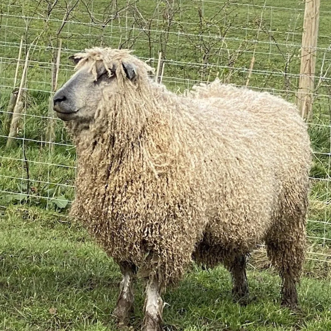 4ply (Fingering/Sports Weight) 50g (1.76 oz): Rare Breed Wensleydale and Bluefaced Leicester Arlescote Blush