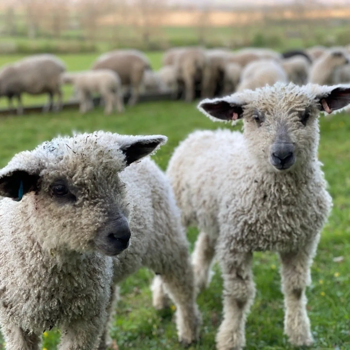 4ply (Fingering/Sports Weight):  Rare Breed Wensleydale and Bluefaced Leicester Natural - Undyed