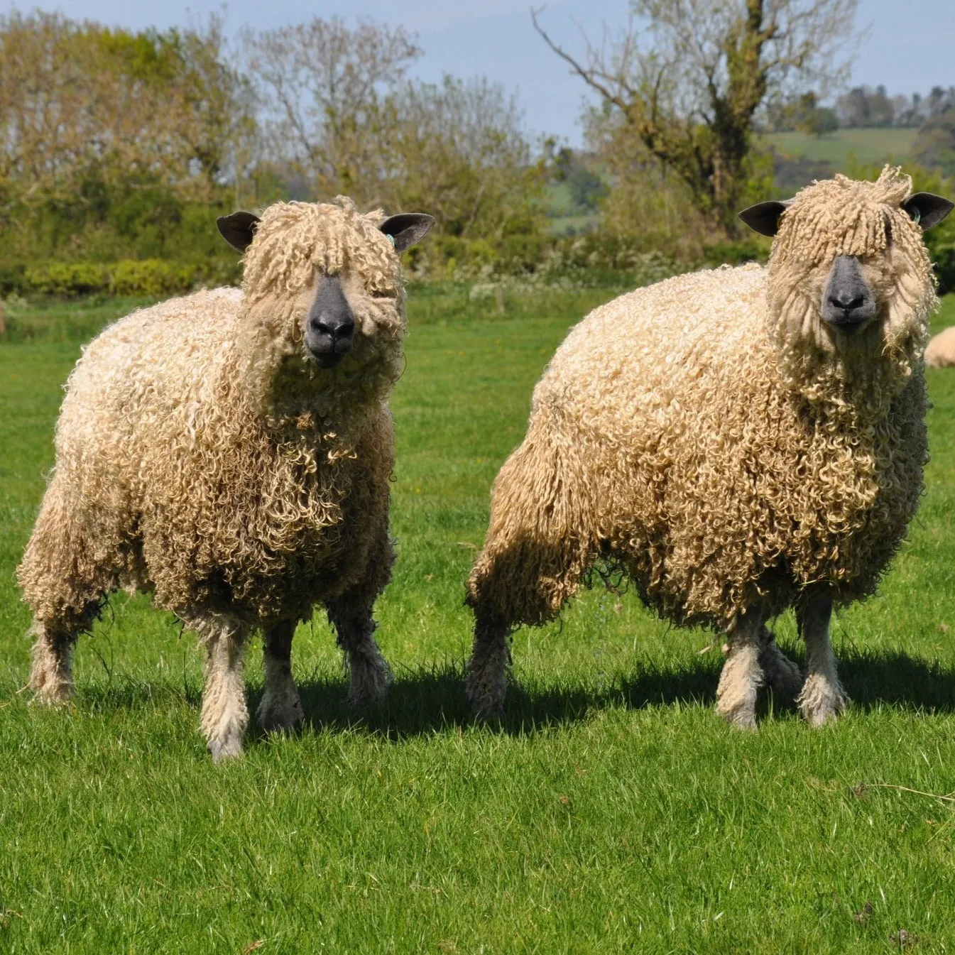 Cardigan Bay collection - 4ply (Fingering/Sports Weight) 50g (1.76 oz): Rare Breed Wensleydale and Bluefaced Leicester cool pistachio