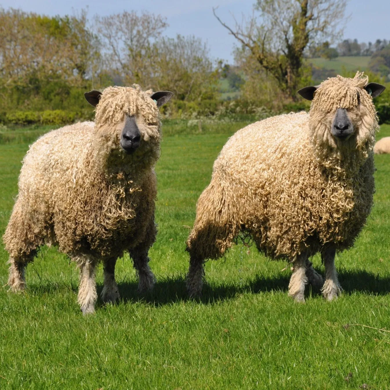 Cardigan Bay collection - 4ply (Fingering/Sports Weight) 50g (1.76 oz): Rare Breed Wensleydale and Bluefaced Leicester  Ocean