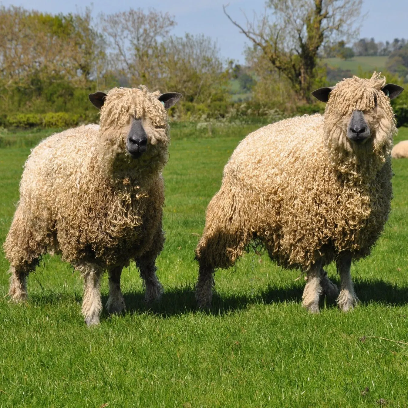 Cardigan Bay collection - 4ply (Fingering/Sports Weight) 50g (1.76 oz): Rare Breed Wensleydale and Bluefaced Leicester Sorbet