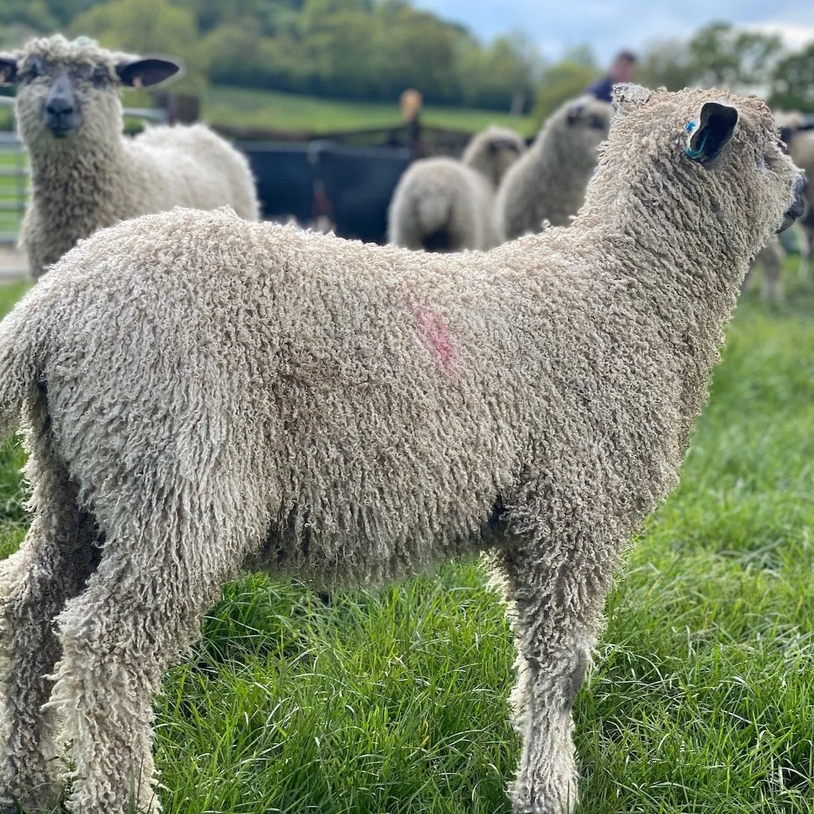 Cardigan Bay collection - Amethyst Big/Bulky Wool 100g (3.52 oz): Rare Breed Wensleydale and Bluefaced Leicester