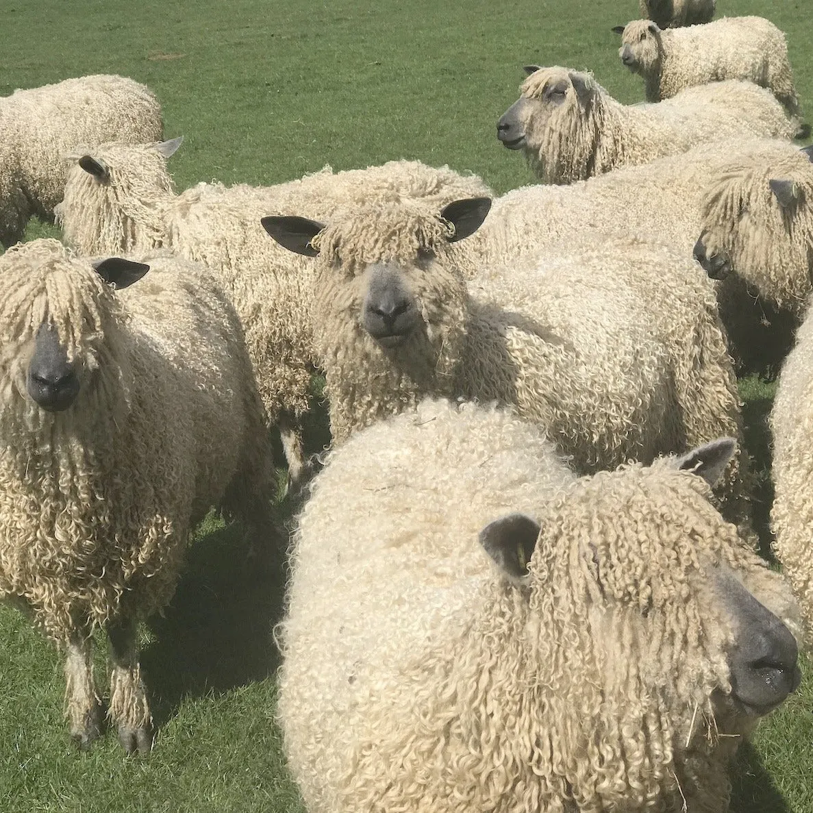 Cardigan Bay collection - Big/Bulky Wool 100g (3.52 oz): Rare Breed Wensleydale and Bluefaced Leicester Cinder Roses