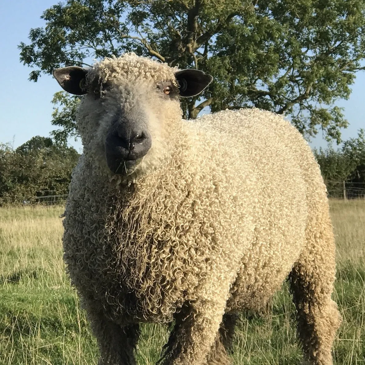 Cardigan Bay collection - Big/Bulky Wool 100g (3.52 oz): Rare Breed Wensleydale and Bluefaced Leicester Cinder Roses