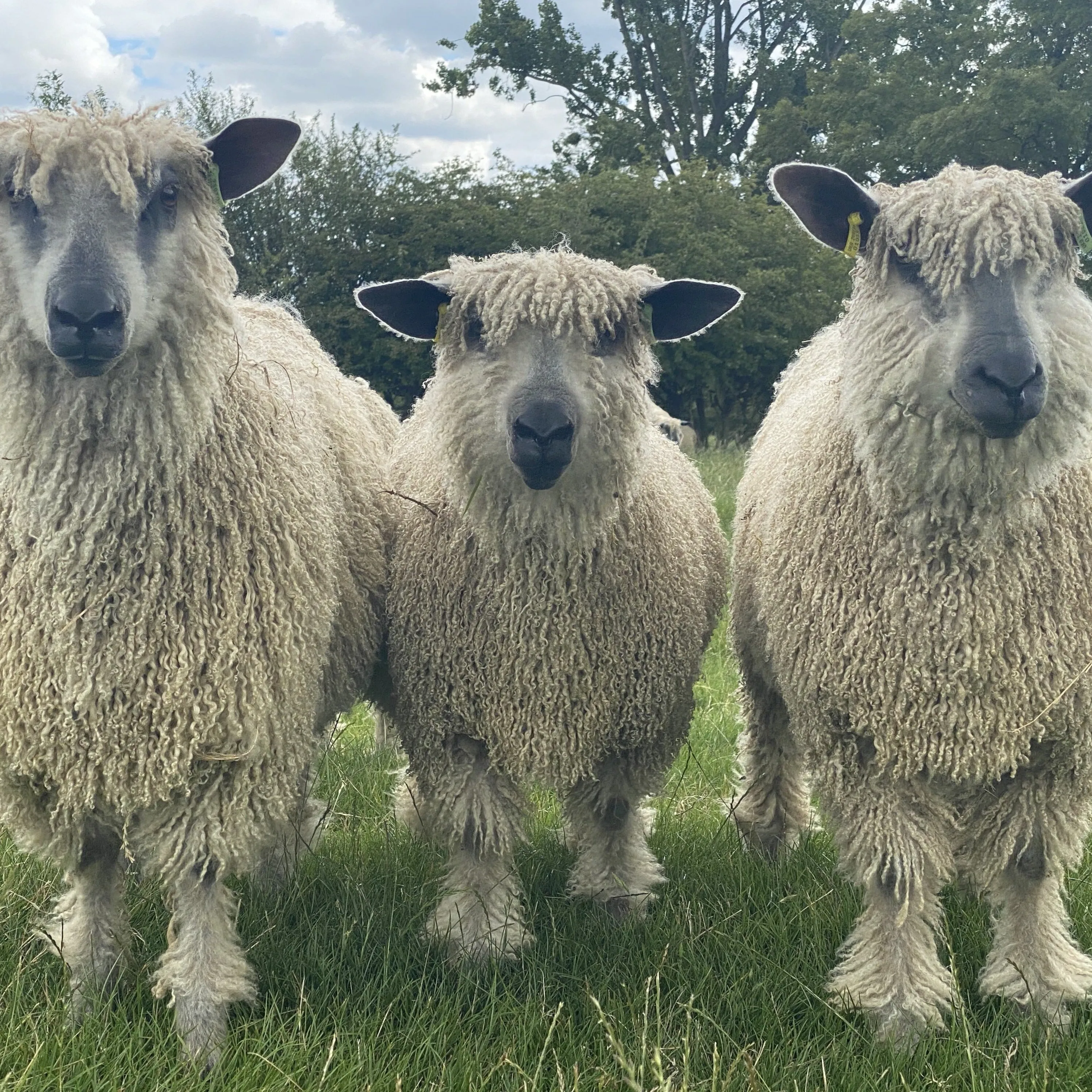 Cardigan Bay collection - Fresh Sage DK (8 Ply/Light Worsted) 50g (1.76 oz): Rare Breed Wensleydale and Bluefaced Leicester