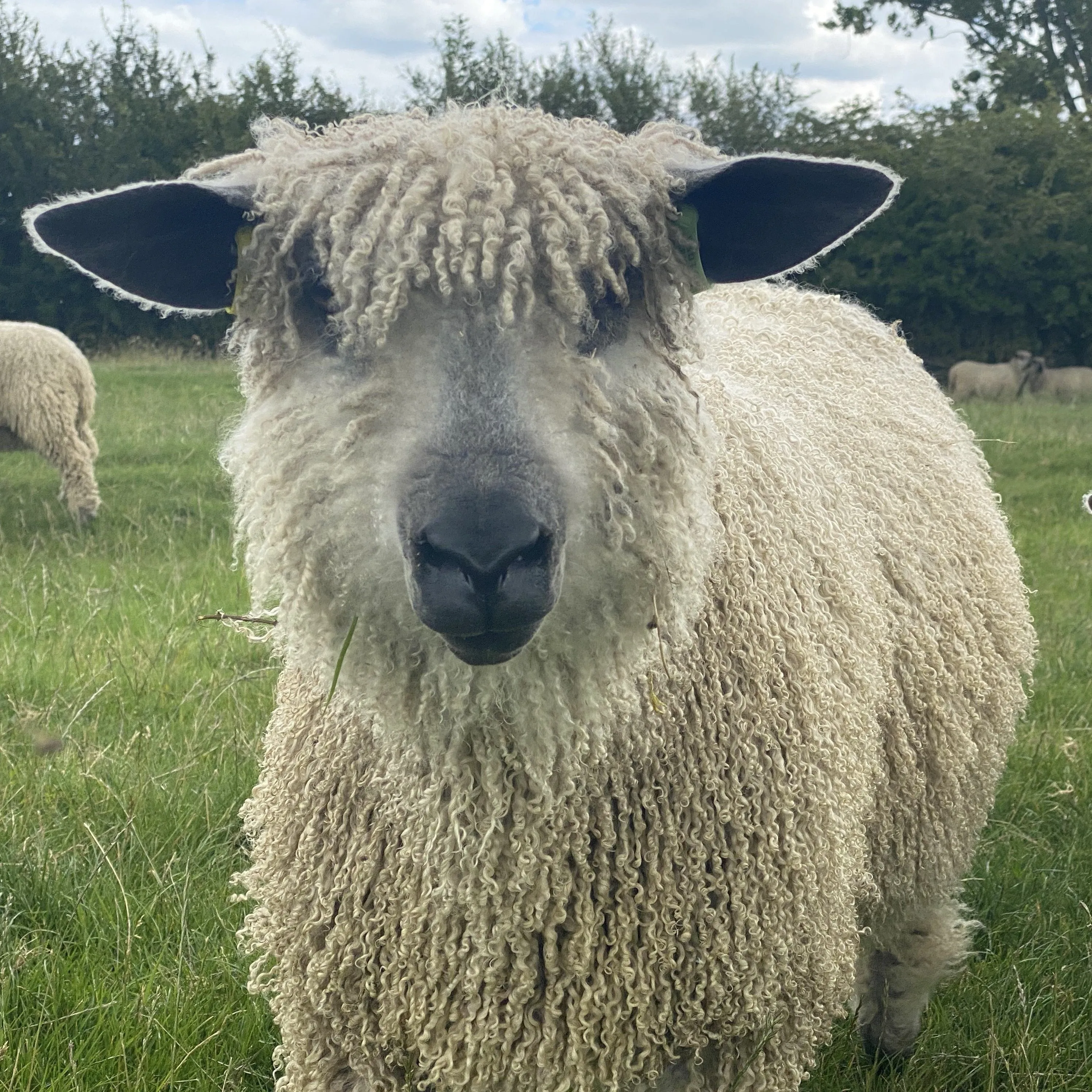 Cardigan Bay collection - Fresh Sage DK (8 Ply/Light Worsted) 50g (1.76 oz): Rare Breed Wensleydale and Bluefaced Leicester