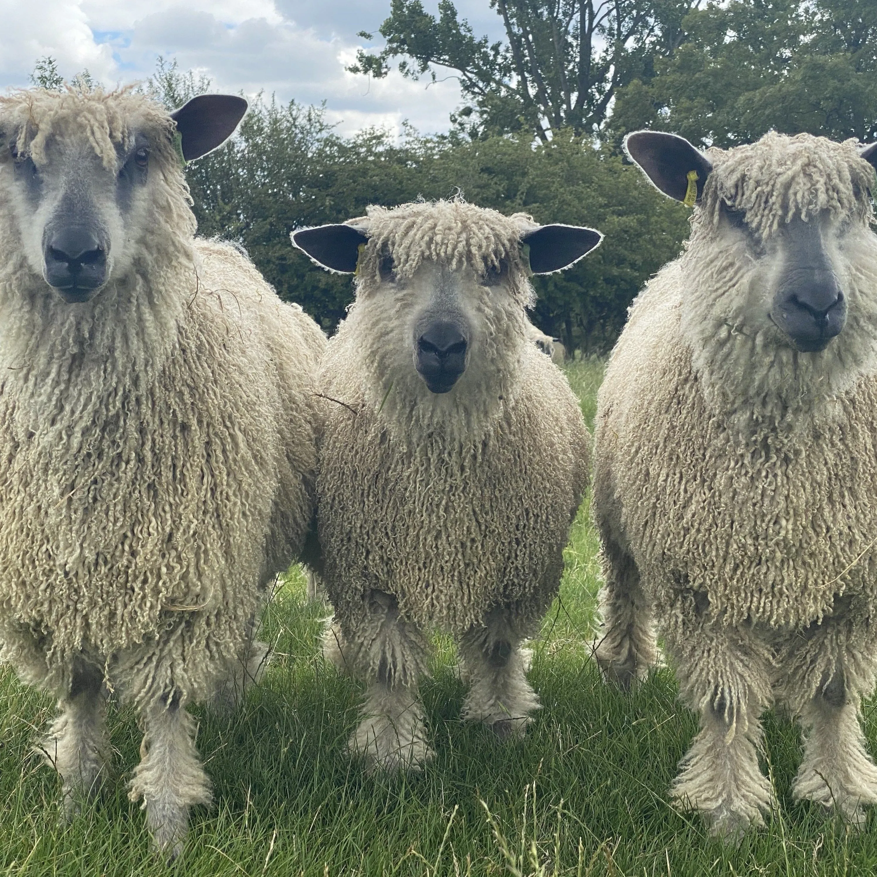 Cardigan Bay collection - Jasmin DK (8 Ply/Light Worsted) 50g (1.76 oz): Rare Breed Wensleydale and Bluefaced Leicester