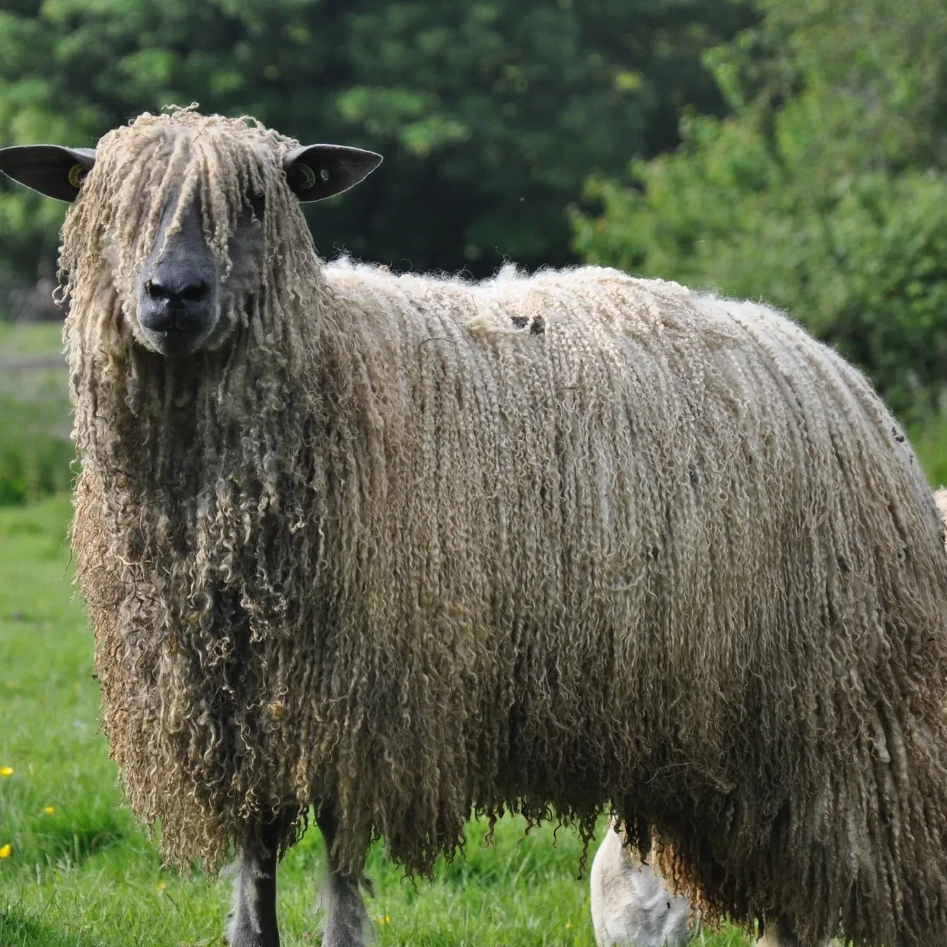 DK (8 Ply/Light Worsted)  Rare Breed Wensleydale and Bluefaced Leicester Natural