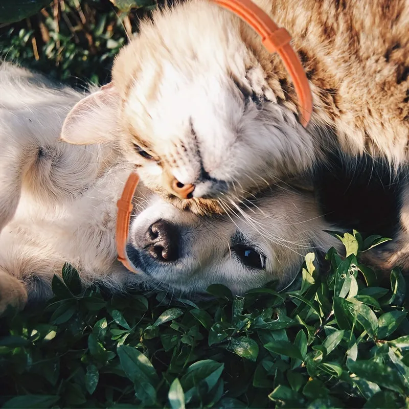 Pawsome Calming Collar Soothes Anxiety  Stress for Pets