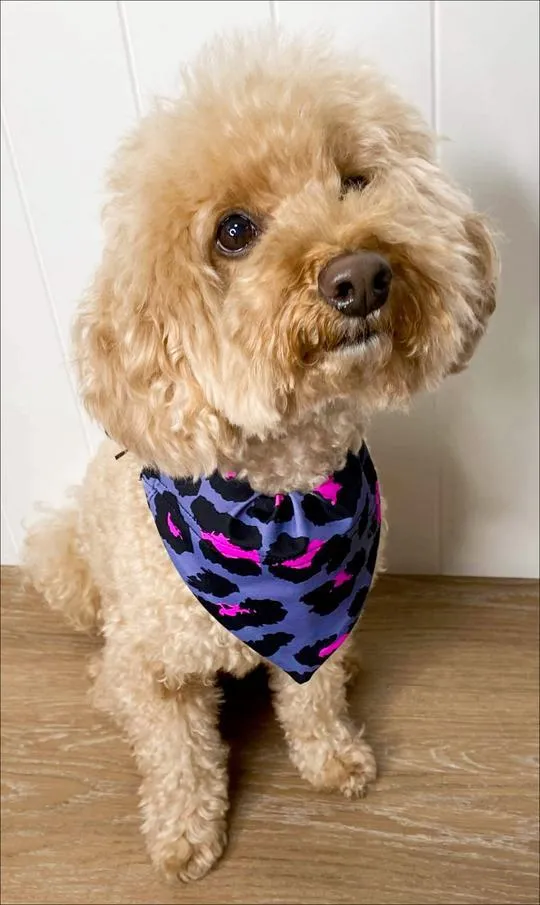 Pink Leopard Doggy Bandana