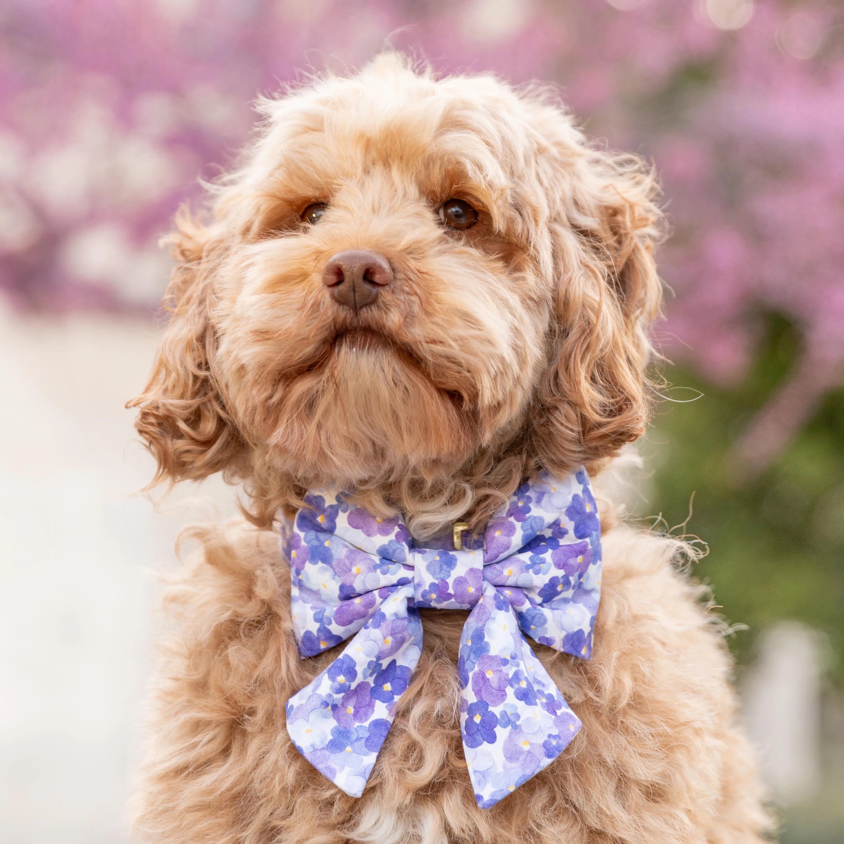 Pressed Pansies Lady Dog Bow