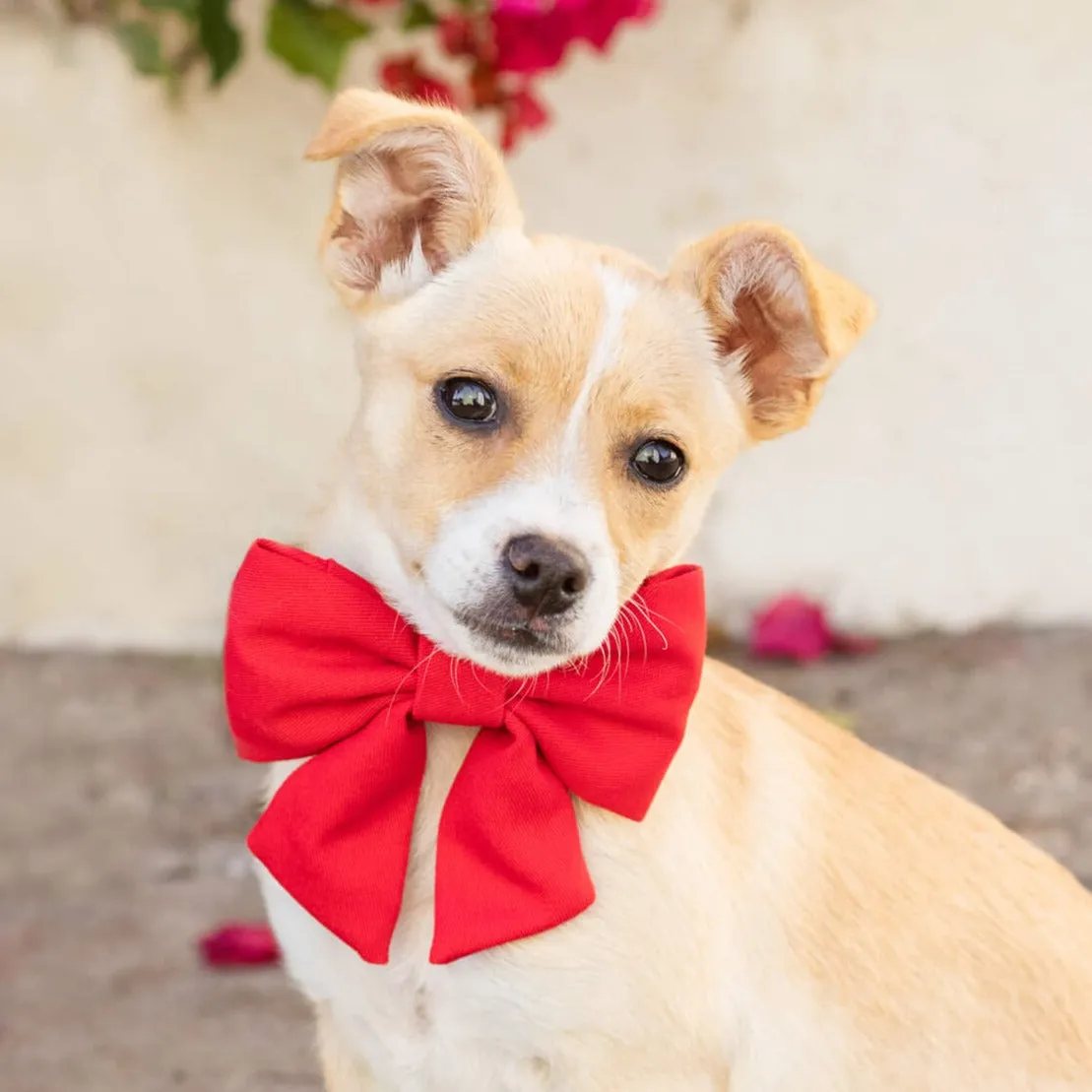 Ruby Lady Dog Bow