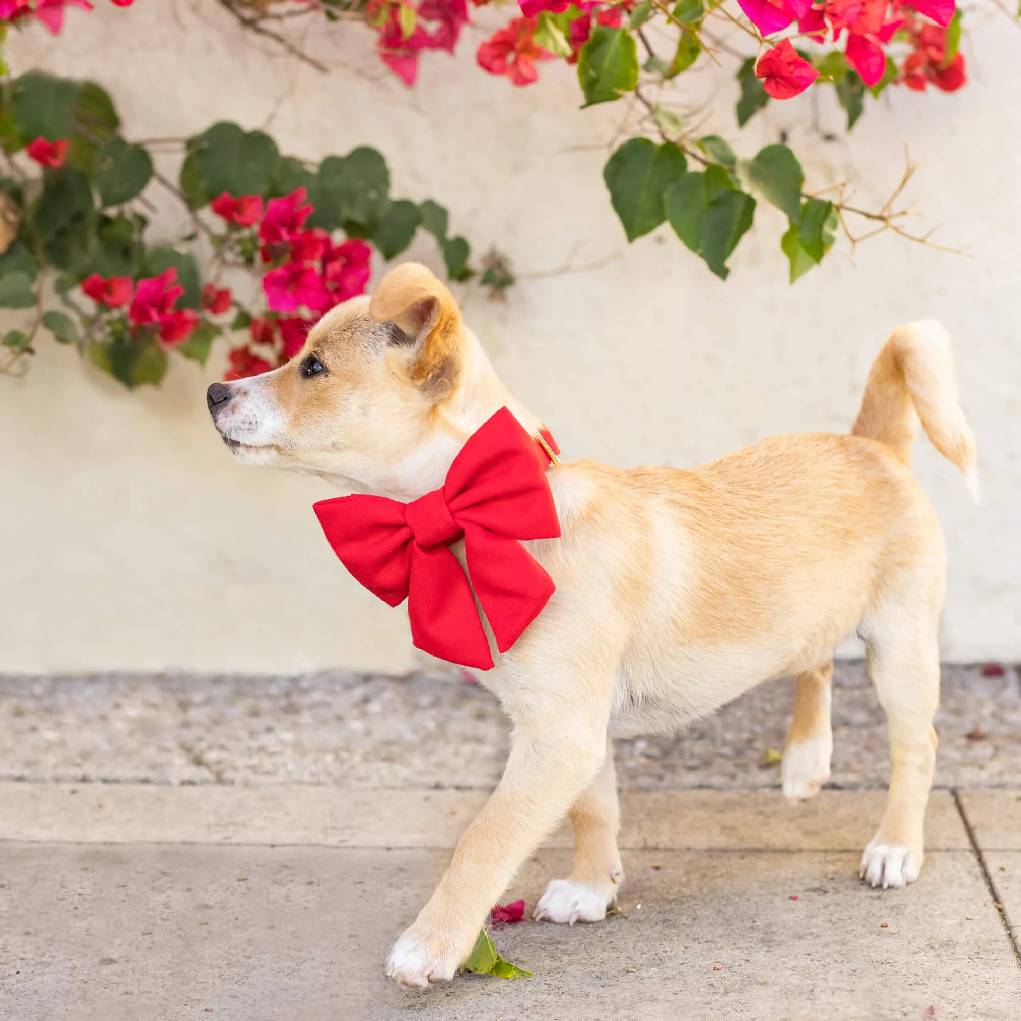 Ruby Lady Dog Bow