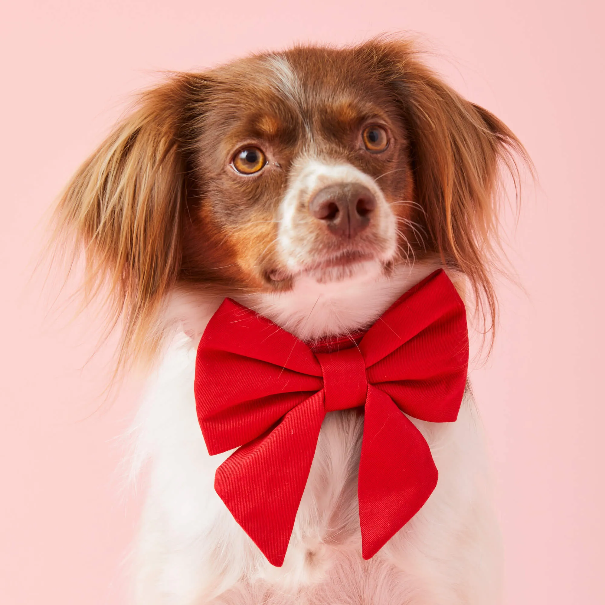 Ruby Lady Dog Bow