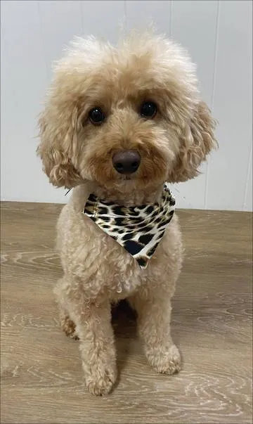 White Cheetah Doggy Bandana