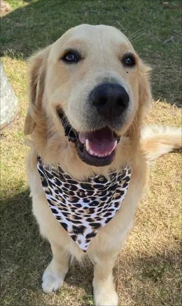 White Cheetah Doggy Bandana