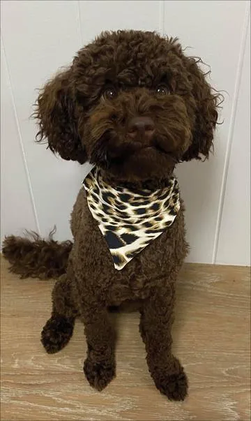 White Cheetah Doggy Bandana